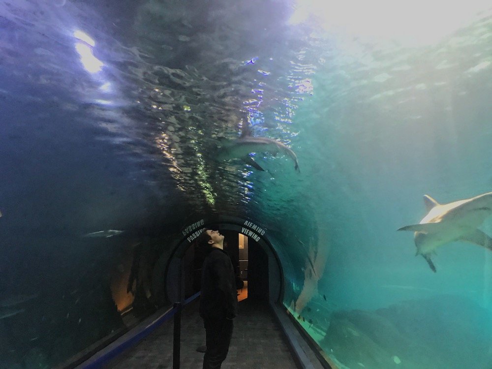student looks up at the glass in the shark tunnel at the aquarium
