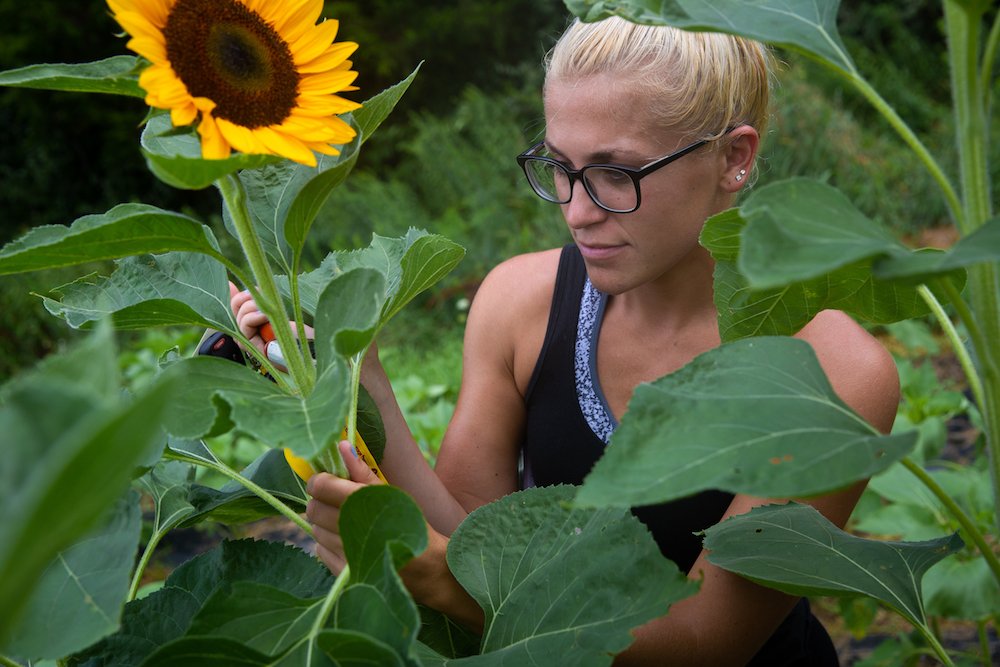 blond female student wearing black glasses picks a sunflower in a sunflower field